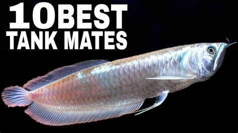 Silver Arowana 101: Care, Size, Tank Mates & !.